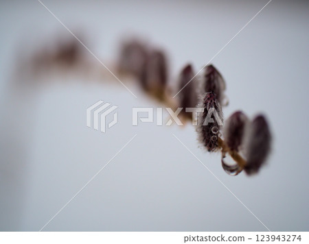 The Korean willow sprouted in a snowy March. The Korean willow sprouted in a snowy March. 123943274