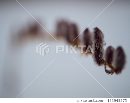 The Korean willow sprouted in a snowy March. The Korean willow sprouted in a snowy March. 123943275