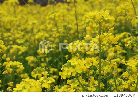"The Yellow Hills of Inuyose Pass" Iyo City, Ehime Prefecture 123943367