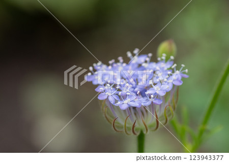 Cute purple flower blue lace flower 123943377