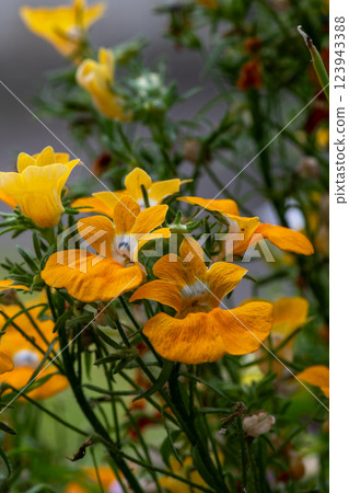 Nemesia with yellow flowers in full bloom Nemesia with yellow flowers in full bloom 123943388