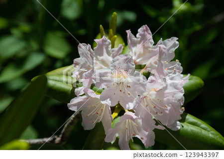 白色杜鵑花 123943397