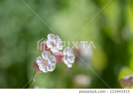 盛開的可愛白花白松莊 盛開的可愛白花白松莊 123943415