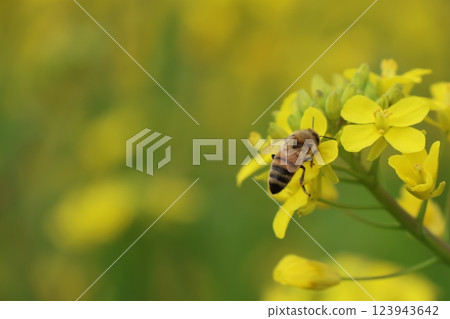 蜜蜂被困在鮮花中 蜜蜂被困在鮮花中 123943642