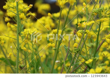 "The Yellow Hills of Inuyose Pass" Iyo City, Ehime Prefecture "The Yellow Hills of Inuyose Pass" Iyo City, Ehime Prefecture 123943643