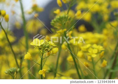 "The Yellow Hills of Inuyose Pass" Iyo City, Ehime Prefecture "The Yellow Hills of Inuyose Pass" Iyo City, Ehime Prefecture 123943644