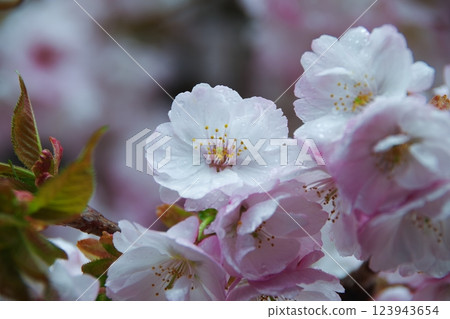 櫻桃樹雨淋濕 櫻桃樹雨淋濕 123943654