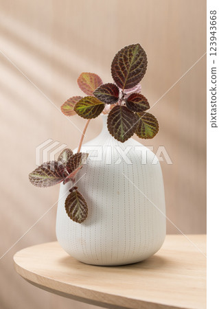 Episcia blooms in a ceramic vase. 123943668