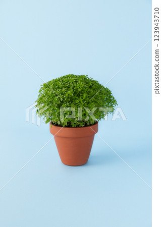 A lush green Manjerico potted plant on a blue background. Traditional decor for festival San Juan A lush green Manjerico potted plant on a blue background. Traditional decor for festival San Juan 123943710