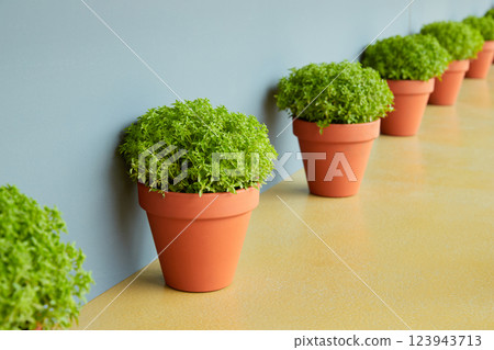 Row of lush green Manjerico plants in terracotta pots against a blue wall Row of lush green Manjerico plants in terracotta pots against a blue wall 123943713