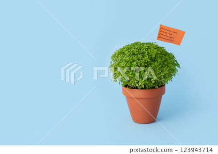 A lush green Manjerico potted plant on a blue background. Traditional decor for festival San Juan A lush green Manjerico potted plant on a blue background. Traditional decor for festival San Juan 123943714