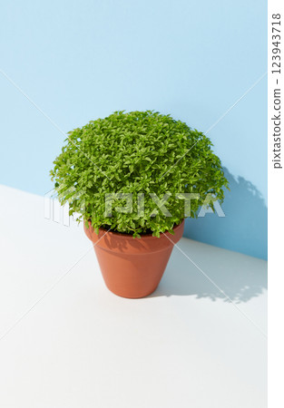 A lush green Manjerico potted plant on a white surface and blue background 123943718