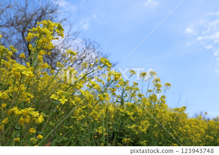 "The Yellow Hills of Inuyose Pass" Iyo City, Ehime Prefecture 123943748