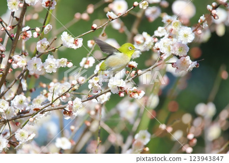 Umejiro Umejiro 123943847