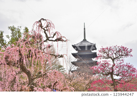 Five-storied pagoda and weeping plum blossoms at Toji Temple 123944247