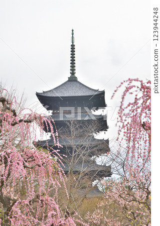 Five-storied pagoda and weeping plum blossoms at Toji Temple 123944248
