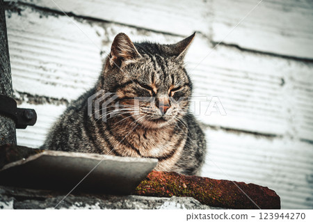 Content Tabby Cat Relaxing on a Sunny Ledge 123944270