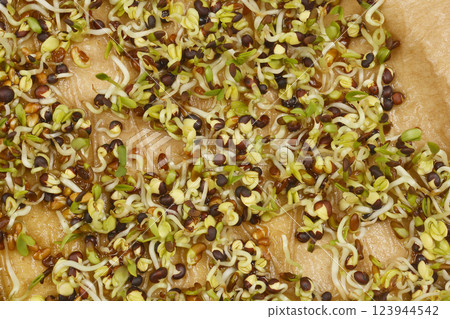 Alfalfa and broccoli sprouts Alfalfa and broccoli sprouts 123944542