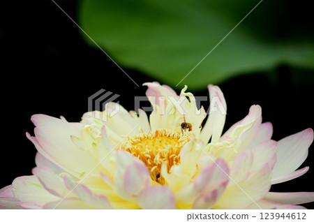 在農村看到的蓮花 在農村看到的蓮花 123944612