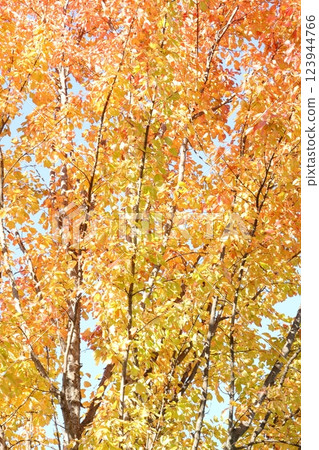 Autumnal leaves Autumnal leaves 123944766