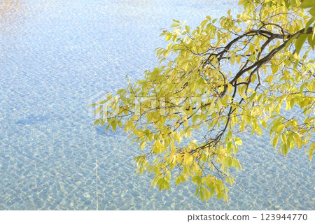 河流和樹葉 123944770