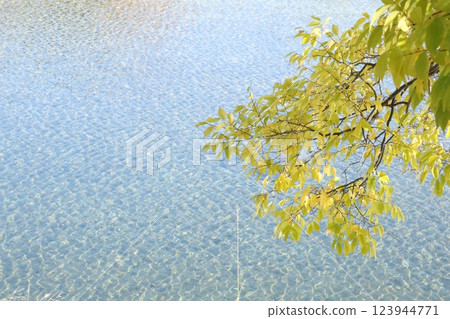 River and leaves 123944771