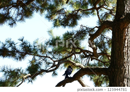 Large pine tree Large pine tree 123944781