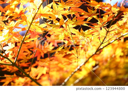 秋天的樹葉 123944800