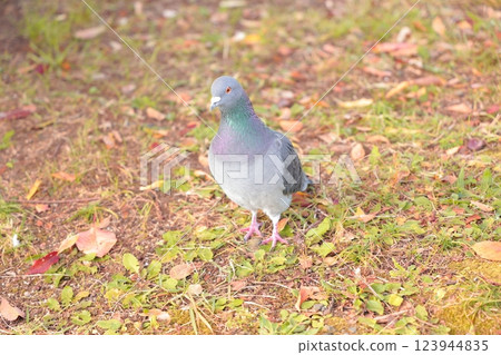 公園裡散步的鴿子 公園裡散步的鴿子 123944835