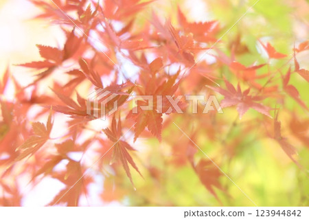 秋天的樹葉 秋天的樹葉 123944842