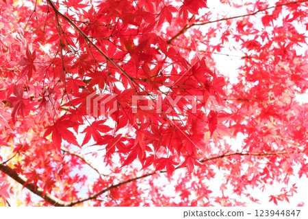 Autumn leaves 123944847