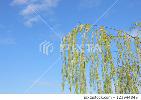 Willows in the blue sky 123944849
