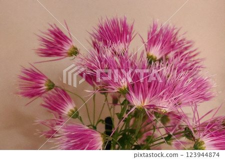 Red chrysanthemum Red chrysanthemum 123944874
