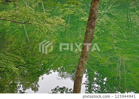 Trees reflected on the water in Ryugakubo, Tsunan Town, Niigata 123944941