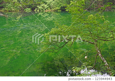 新潟縣津南町龍岳坊的水面倒映著樹木 123944943