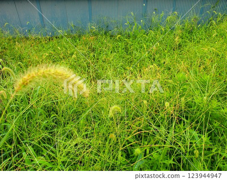 A corner of a field full of green foxtails in early autumn 123944947