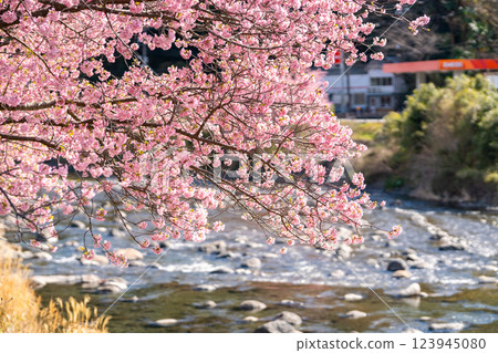 Kawazu Cherry Blossom Festival: Don't miss the cherry blossoms blooming along the river 123945080