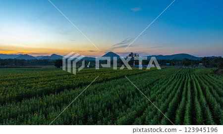 Aerial view of yellow sunflower in beautiful sunrise 123945196