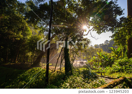 Forest sunbeams shining through the canopy of the trees Forest sunbeams shining through the canopy of the trees 123945203