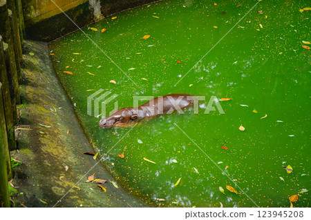 Moo Deng is the name of a little female pygmy hippo that is famous all over the world.She has big eyes, big ears, a round face and a mischievous attitude, she often creates a feeling of love in us. 123945208