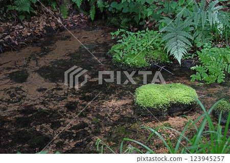 The water source of Ryuga-Kubo, Tsunan Town, Niigata 123945257