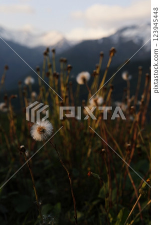 Close-up of a dandelion seed head in a mountain meadow at sunset, with soft light and blurred background of peaks and sky 123945448