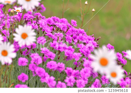 Outdoor flowerbed with daisies and carnations Outdoor flowerbed with daisies and carnations 123945618