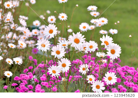 Outdoor flowerbed with daisies and carnations 123945620
