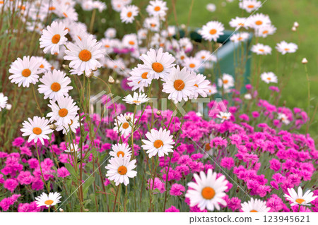 Outdoor flowerbed with daisies and carnations 123945621