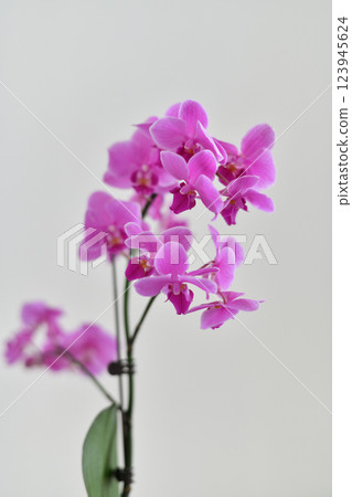 Abundantly blooming pink orchid on a light background Abundantly blooming pink orchid on a light background 123945624