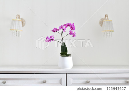 Beautiful pink orchid in a white ceramic pot against the wall 123945627