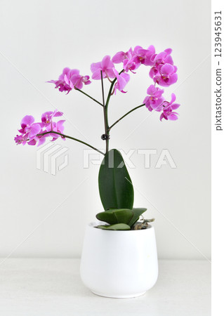 Beautiful pink orchid in a white ceramic pot 123945631
