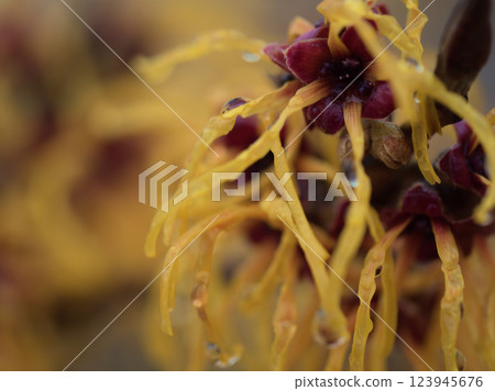 The beautiful yellow Hamamelis intermedia elena blooms in March. The beautiful yellow Hamamelis intermedia elena blooms in March. 123945676