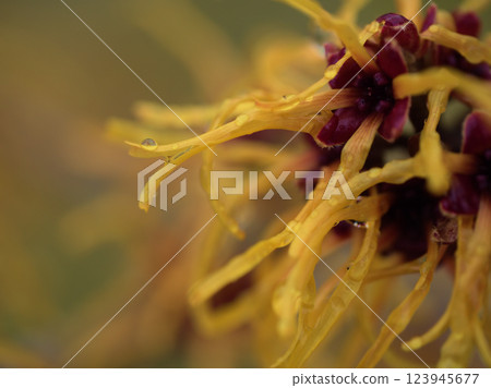 美麗的黃色金縷梅在三月盛開。 123945677